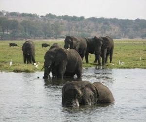 Puzzle Ομάδα των ελεφάντων σε μια λίμνη της σαβάνας